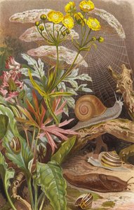 Escargots terrestres - European School